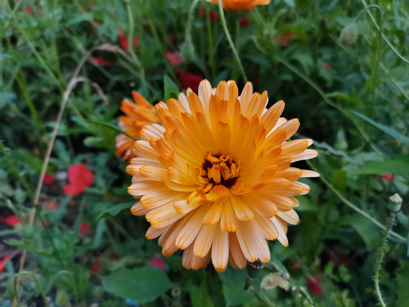 Huawei P40 Lite 5G Camera Sample