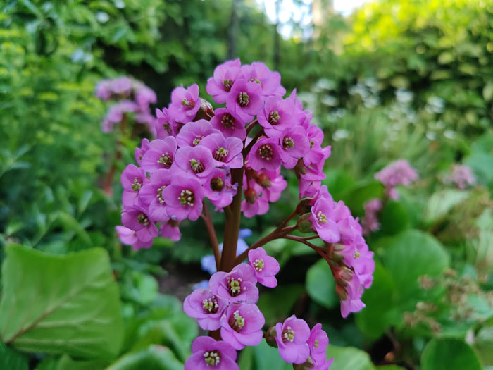 OnePlus 8 Camera - Flowers